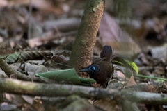 Chestnut-backed antbird