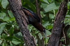 Chestnut-headed oropendola