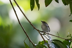 Chestnut-sided warbler