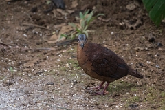 Chiriqui quail-dove