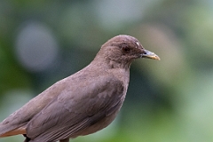 Clay-colored thrush