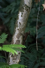 Cocoa woodcreeper