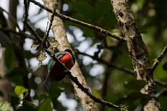 Collarded trogon