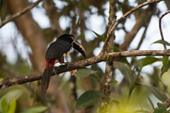 Collared aracari