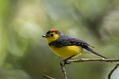 Collared redstart