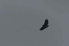 Common black-hawk