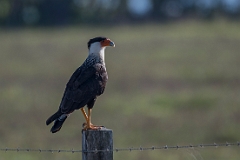 Crested caracara