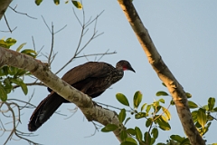 Crested guan