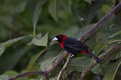 Crimson-collared tanager