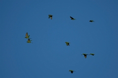 Crimson-fronted parakeet