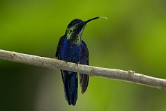 Crowned woodnymph