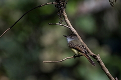 Dusky-capped flycatcher