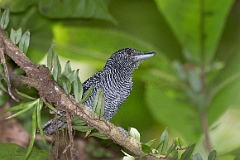 Fasciated antshrike