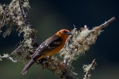 Flame-colored tanager