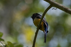 Gartered trogon
