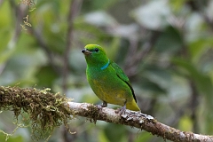 Golden-browed chlorophonia