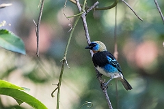 Golden-hooded tanager