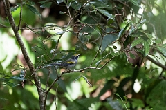 Golden-winged warbler
