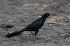 Great-tailed grackle