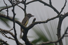 Great crested flycatcher