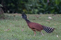 Great currasow