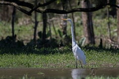 Great egret