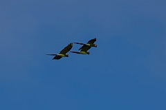 Great green macaw