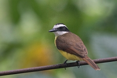 Great kiskadee