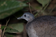 Great tinamou