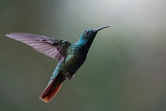 Green-breasted mango