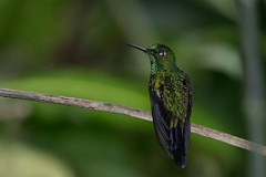 Green-crowned brilliant