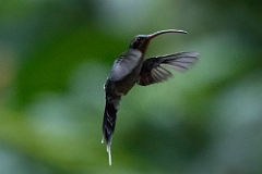 Green hermit