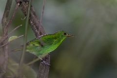 Green honeycreeper