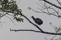 Green ibis