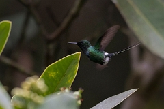 Green thorntail