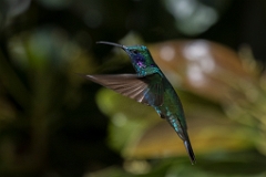 Green violet-ear