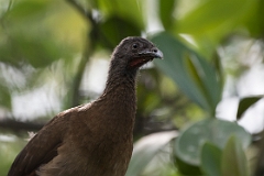 Grey-headed chacalaca