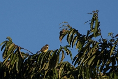 Grey-headed flycatcher