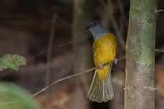 Grey-headed tanager