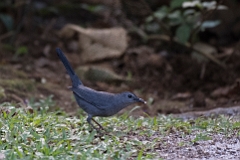 Grey catbird