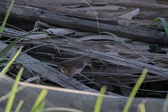 House wren
