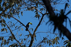 Keel-billed toucan