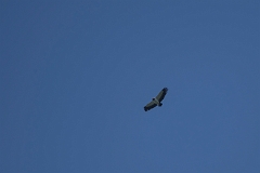 King vulture