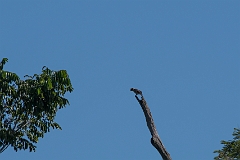 Laughing falcon