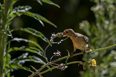 Lesser goldfinch