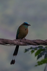 Lesson's motmot