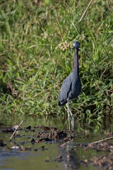 Little blue heron