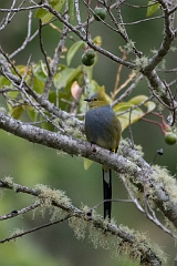 Long-tailed sliky-flycatcher