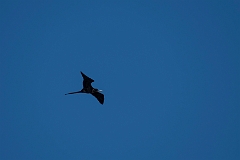 Magnificent friagtebird