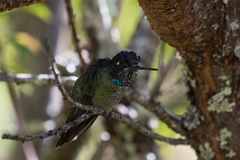 Magnificent hummingbird